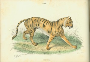 Tigre Royal Left-hand side of a sample page spread depicting the proper coloration for "Tigre Royal"