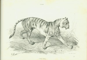 Tigre Royal (black and white) Right-hand side of the same page spread, offering the student a chance to try her hand at painting the tiger.