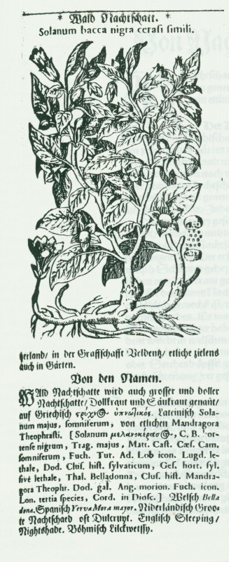 Wald Nachshatten Reproduced from Tabernaemontanus, J.T. "Von Wald Nachshatten," Neu Volkommen Krauterbuch. 1731.